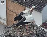 Capi_Dubne_20250410_172002.jpg