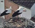 Capi_Dubne_20250410_173002.jpg