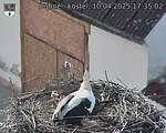Capi_Dubne_20250410_173502.jpg