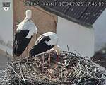 Capi_Dubne_20250410_174502.jpg