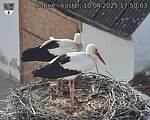Capi_Dubne_20250410_175003.jpg