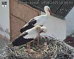 Capi_Dubne_20250410_180003.jpg