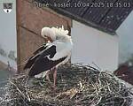 Capi_Dubne_20250410_183503.jpg