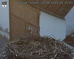 Capi_Dubne_20250410_193503.jpg