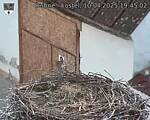 Capi_Dubne_20250410_194502.jpg