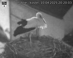 Capi_Dubne_20250410_202003.jpg