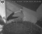 Capi_Dubne_20250410_202502.jpg