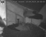 Capi_Dubne_20250410_205003.jpg