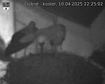 Capi_Dubne_20250410_222502.jpg