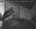 Capi_Dubne_20250410_230002.jpg