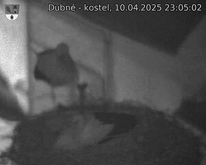 Capi_Dubne_20250410_230502.jpg (1350 x 1080)