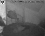 Capi_Dubne_20250410_233002.jpg