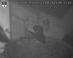 Capi_Dubne_20250411_001502.jpg