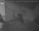 Capi_Dubne_20250411_005502.jpg