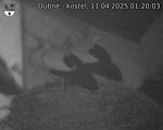 Capi_Dubne_20250411_012003.jpg