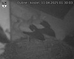 Capi_Dubne_20250411_013003.jpg