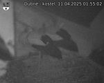 Capi_Dubne_20250411_015502.jpg