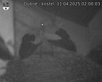 Capi_Dubne_20250411_020003.jpg