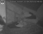 Capi_Dubne_20250411_024002.jpg