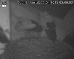 Capi_Dubne_20250411_030003.jpg