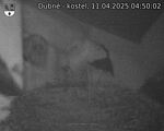 Capi_Dubne_20250411_045002.jpg