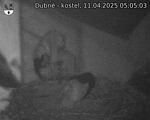 Capi_Dubne_20250411_050503.jpg