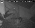 Capi_Dubne_20250411_051002.jpg