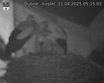 Capi_Dubne_20250411_051502.jpg