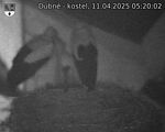 Capi_Dubne_20250411_052002.jpg