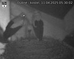 Capi_Dubne_20250411_053002.jpg