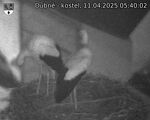 Capi_Dubne_20250411_054002.jpg