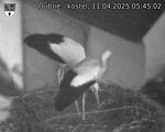 Capi_Dubne_20250411_054503.jpg