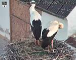 Capi_Dubne_20250411_061002.jpg