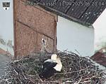 Capi_Dubne_20250411_062004.jpg