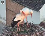 Capi_Dubne_20250411_062502.jpg