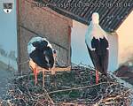 Capi_Dubne_20250411_063004.jpg