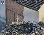 Capi_Dubne_20250411_064502.jpg