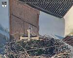 Capi_Dubne_20250411_065002.jpg