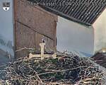 Capi_Dubne_20250411_065505.jpg