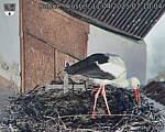 Capi_Dubne_20250411_071004.jpg