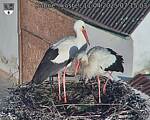 Capi_Dubne_20250411_071503.jpg
