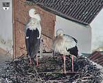 Capi_Dubne_20250411_072004.jpg