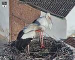 Capi_Dubne_20250411_072504.jpg