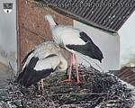 Capi_Dubne_20250411_073503.jpg