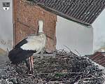 Capi_Dubne_20250411_074003.jpg