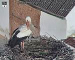 Capi_Dubne_20250411_074502.jpg