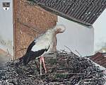 Capi_Dubne_20250411_075004.jpg