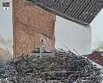 Capi_Dubne_20250411_075504.jpg