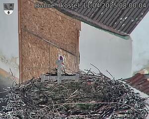 Capi_Dubne_20250411_080004.jpg (1350 x 1080)