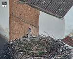 Capi_Dubne_20250411_080503.jpg